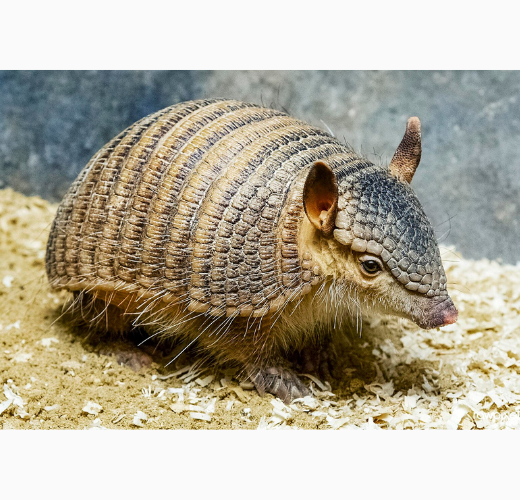 Let's Talk Armadillos