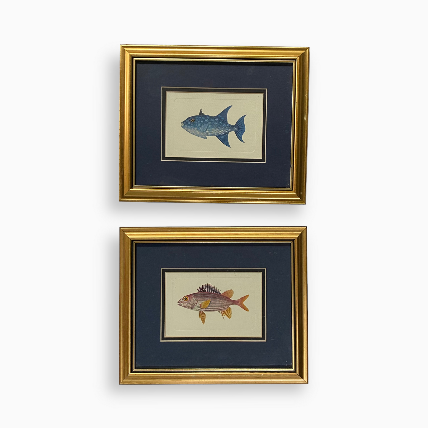 BLUE FISH PRINT